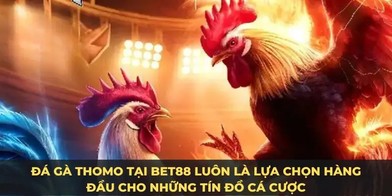 Đá gà Thomo tại Bet88 luôn là lựa chọn hàng đầu cho những tín đồ cá cược