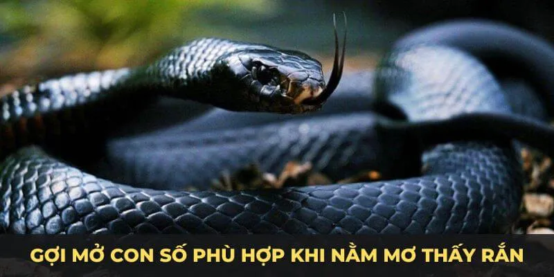 Gợi mở con số phù hợp khi nằm mơ thấy rắn