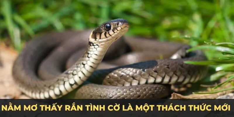 Nằm mơ thấy rắn tình cờ là một thách thức mới đang chờ đón