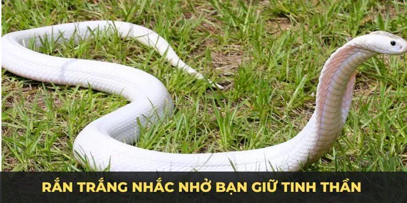 Rắn trắng nhắc nhở bạn giữ tinh thần sáng suốt